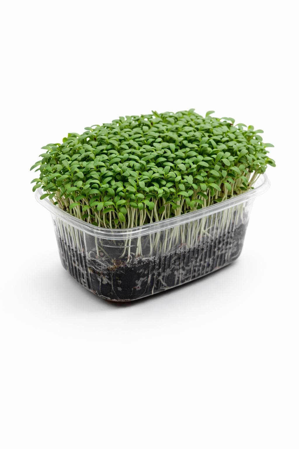 Tere (Cress) - Yaşayan Mikrofiliz