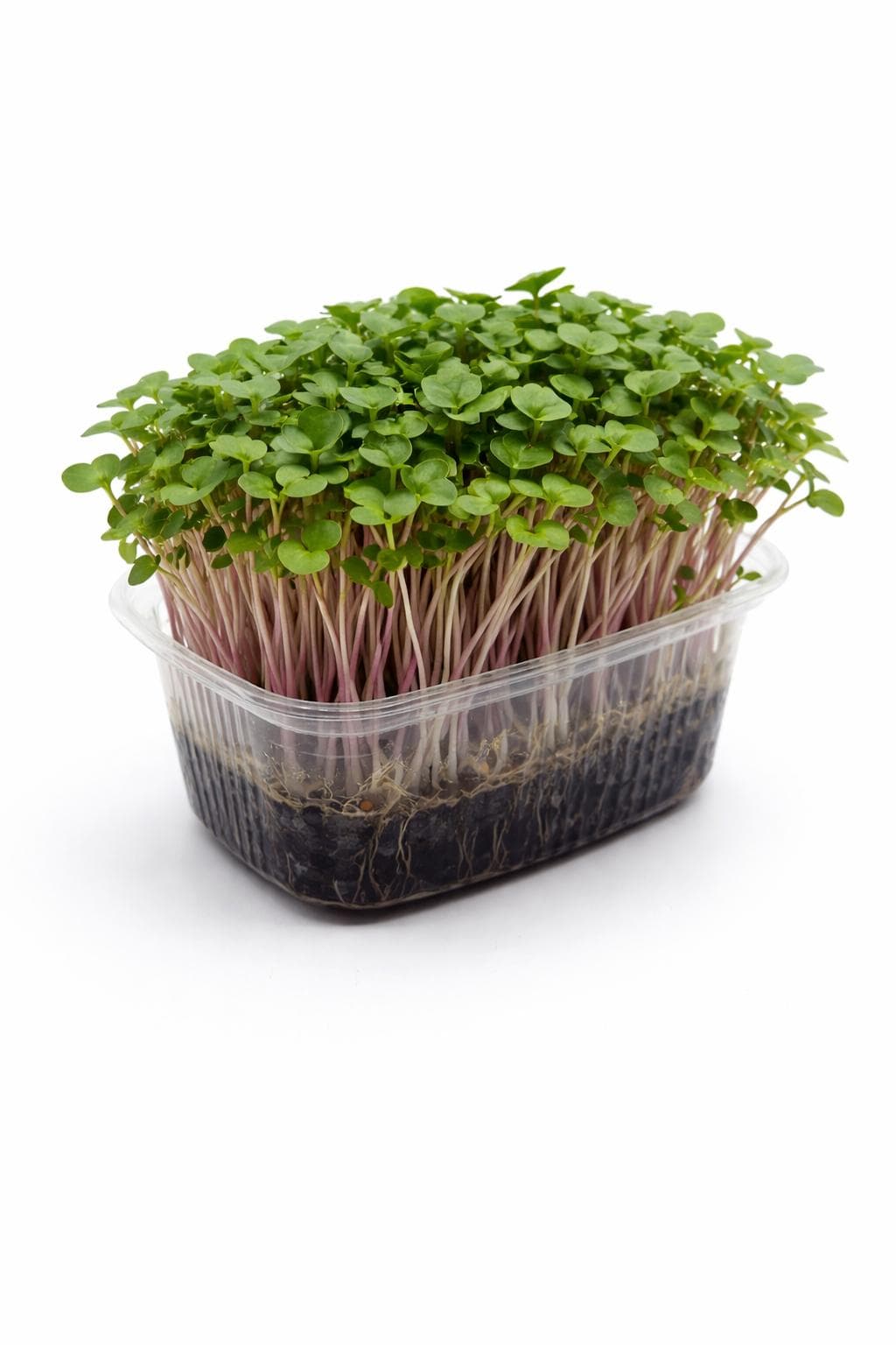 Kırmızı Turp (Radish) - Yaşayan Mikrofiliz