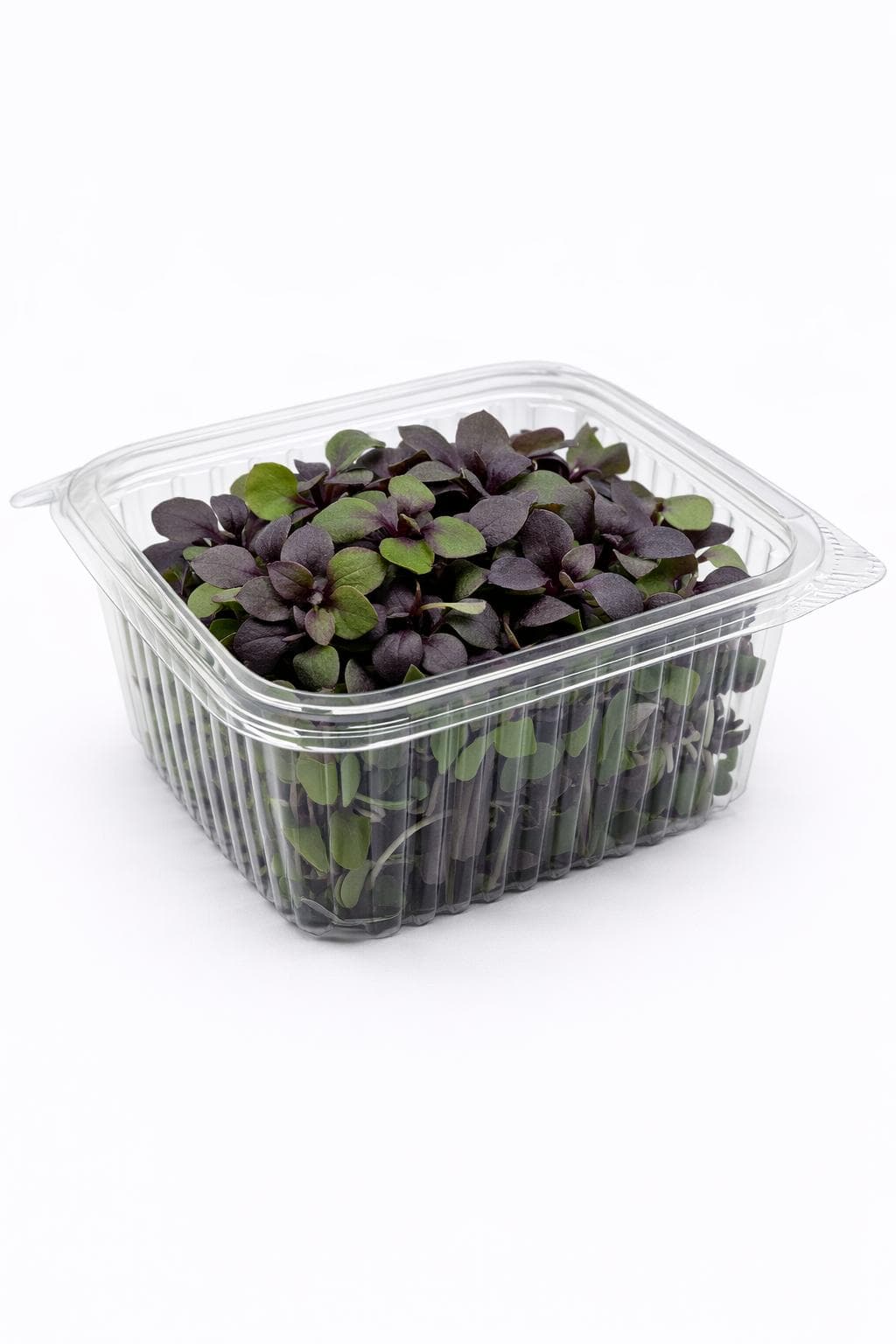 Mor Reyhan (Purple Basil) - Hasat Edilmiş Mikrofiliz