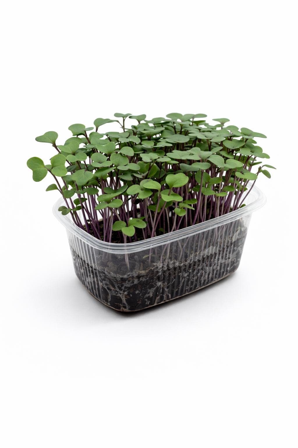 Kırmızı Lahana (Red Cabbage) - Yaşayan Mikrofiliz