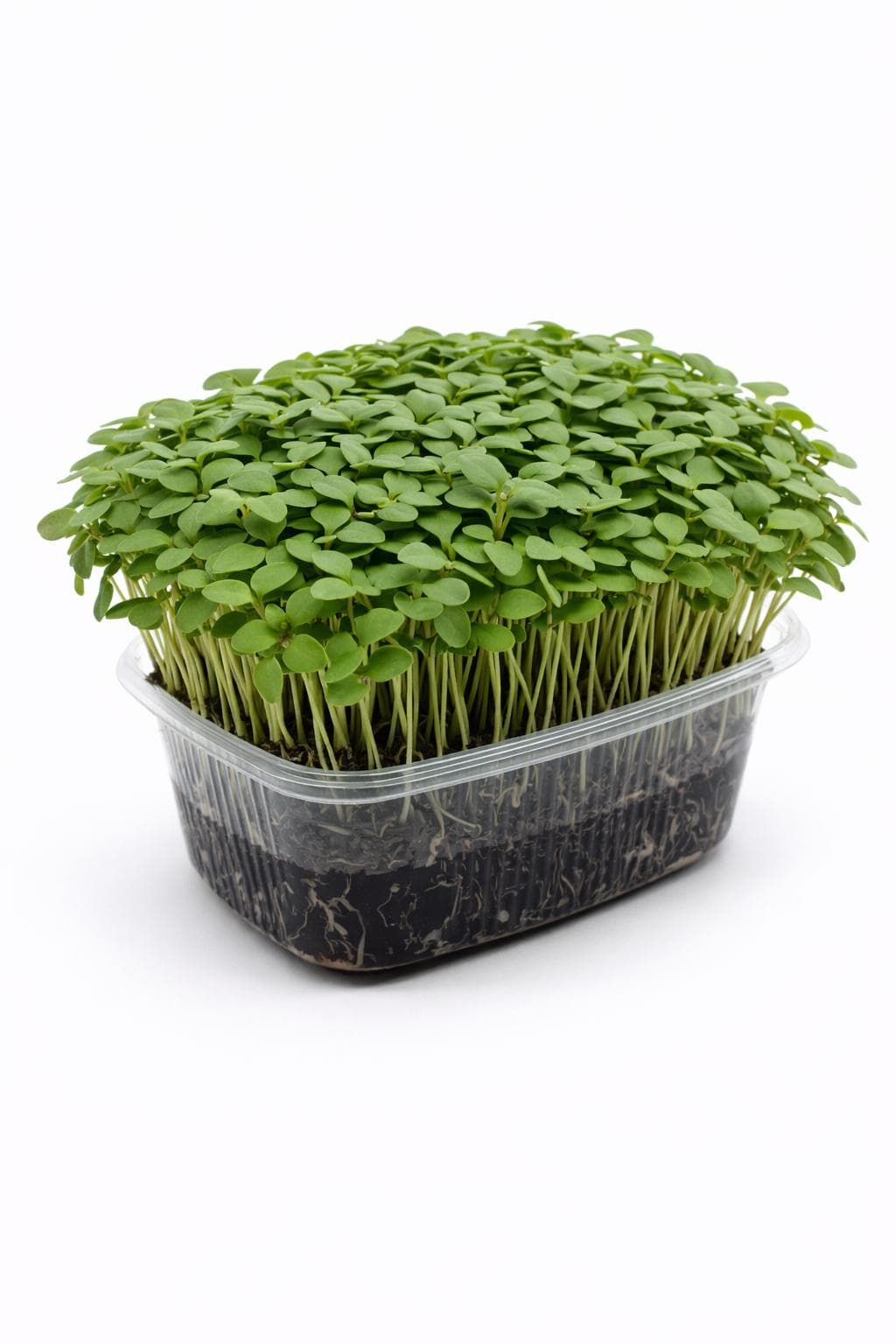 Çiya (Chia) -Yaşayan Mikrofiliz