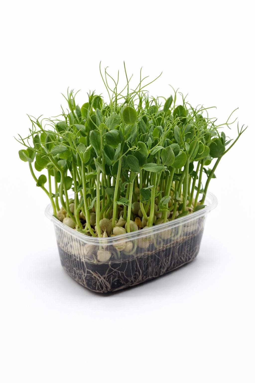 Bezelye Filizi (Pea) - Yaşayan Mikrofiliz