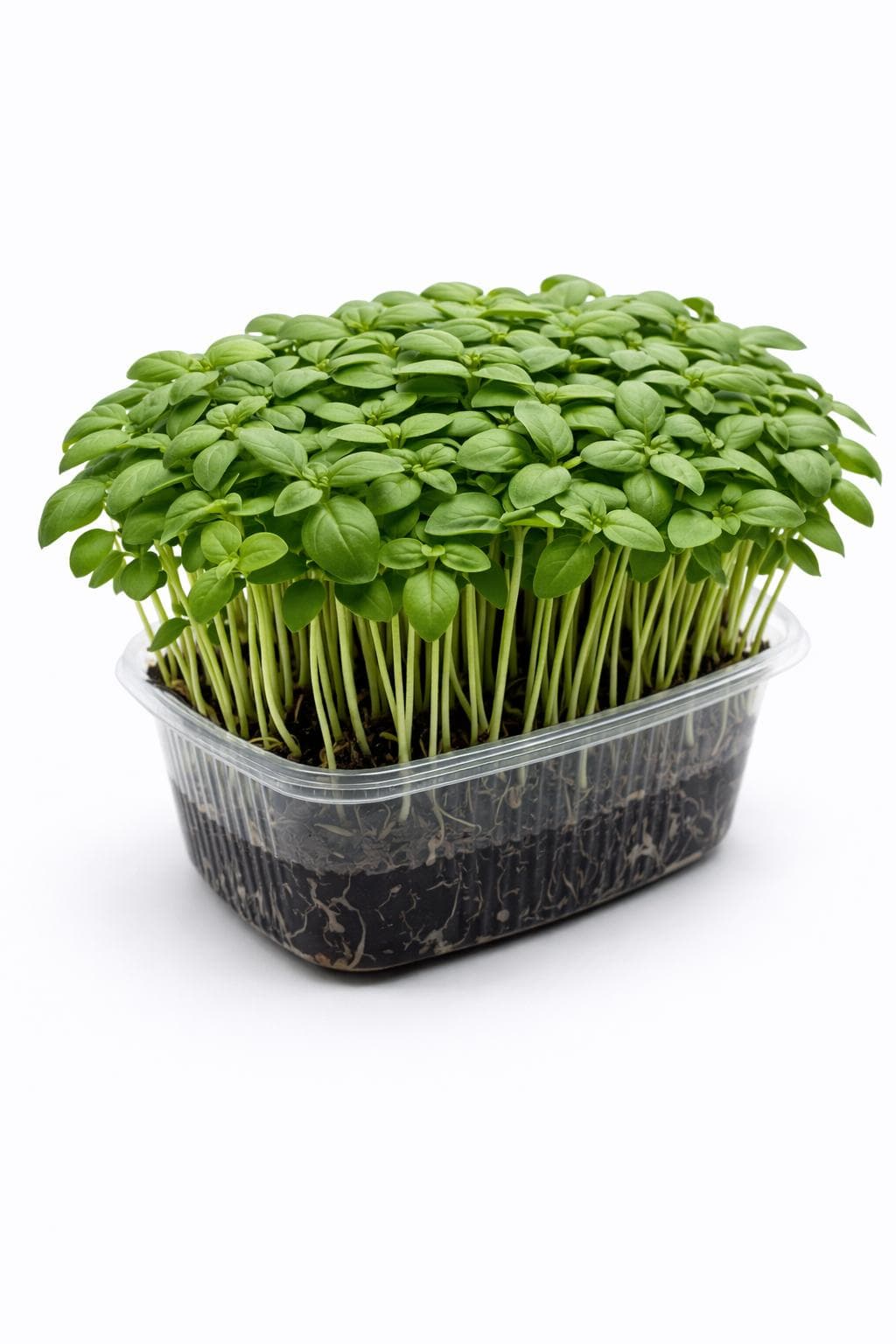 Fesleğen (Basil) - Yaşayan Mikrofiliz