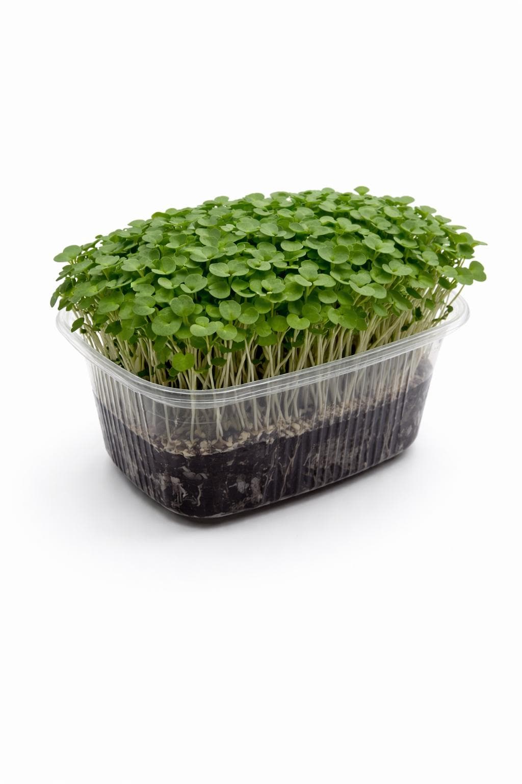 Roka (Arugula) - Yaşayan Mikrofiliz