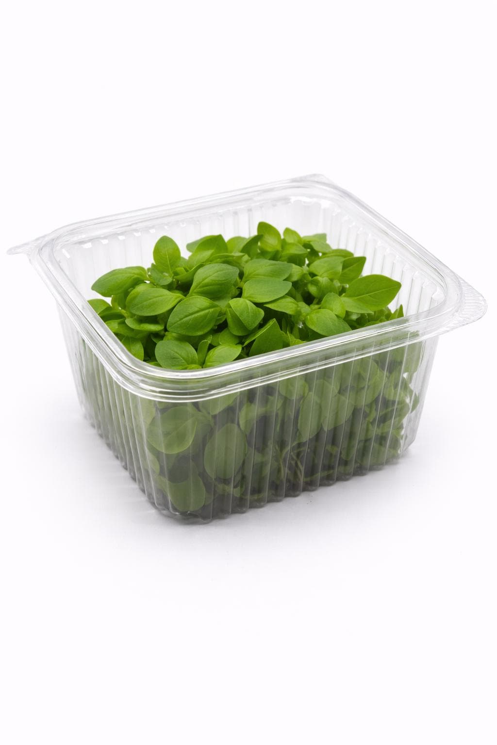 Fesleğen (Basil) - Hasat Edilmiş Mikrofiliz