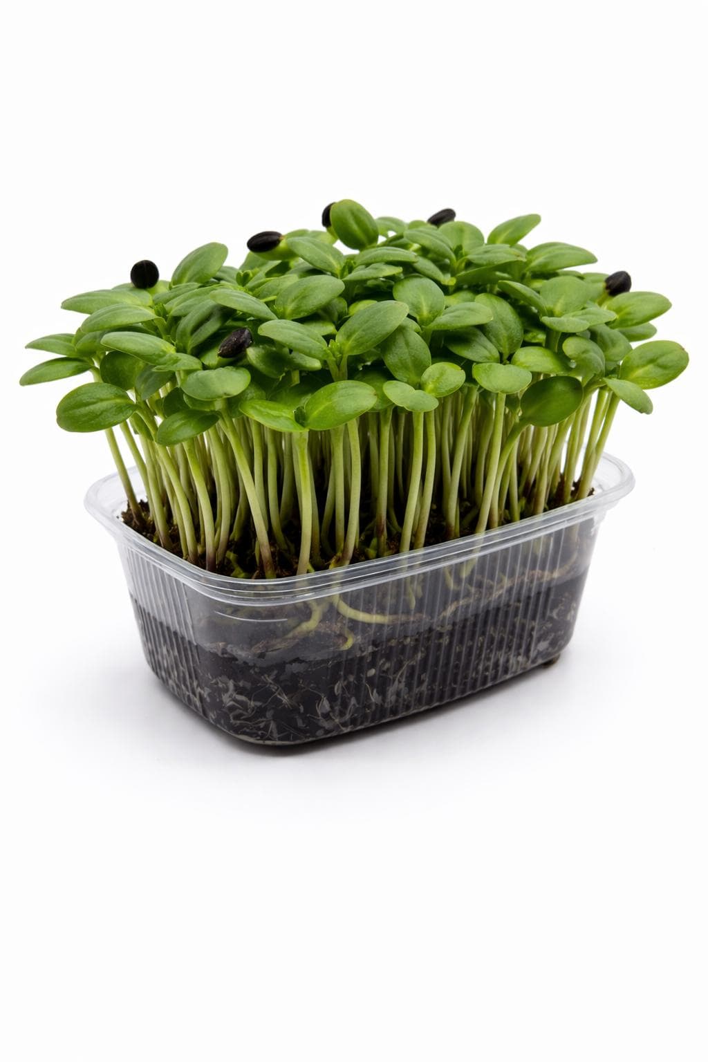 Ayçekirdeği (Sunflower Seed) - Yaşayan Mikrofiliz