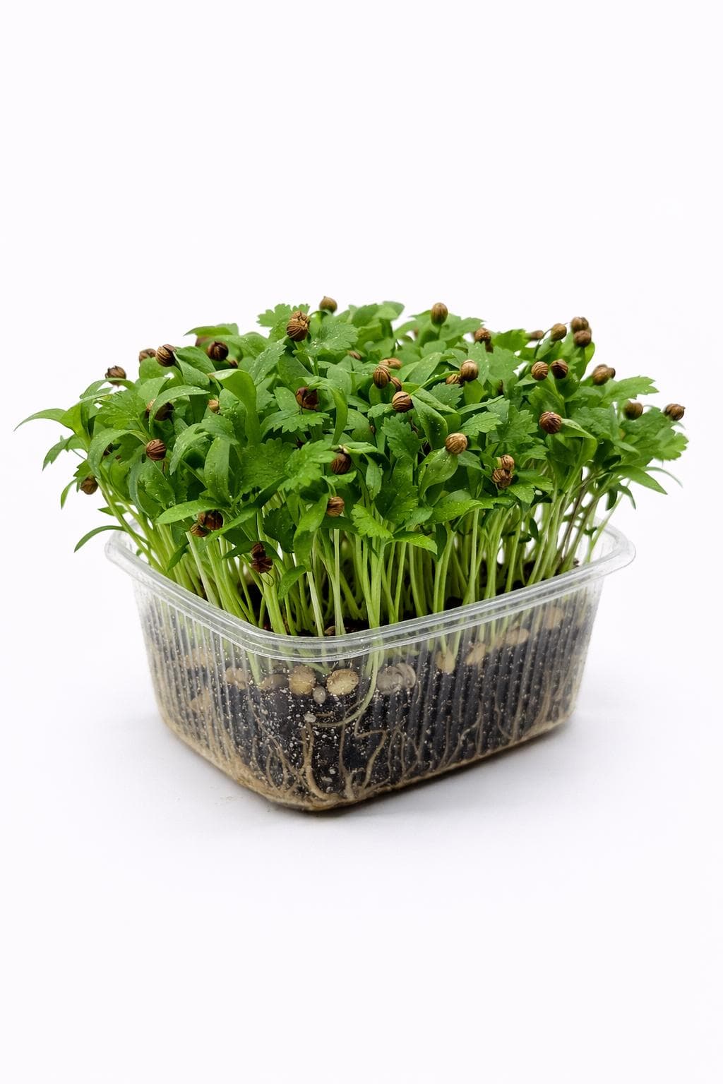 Kişniş (Coriander) - Yaşayan Mikrofiliz