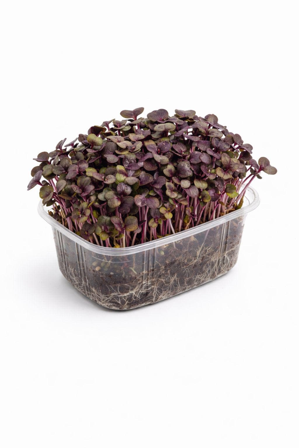 Mor Reyhan (Purple Basil) - Yaşayan Mikrofiliz