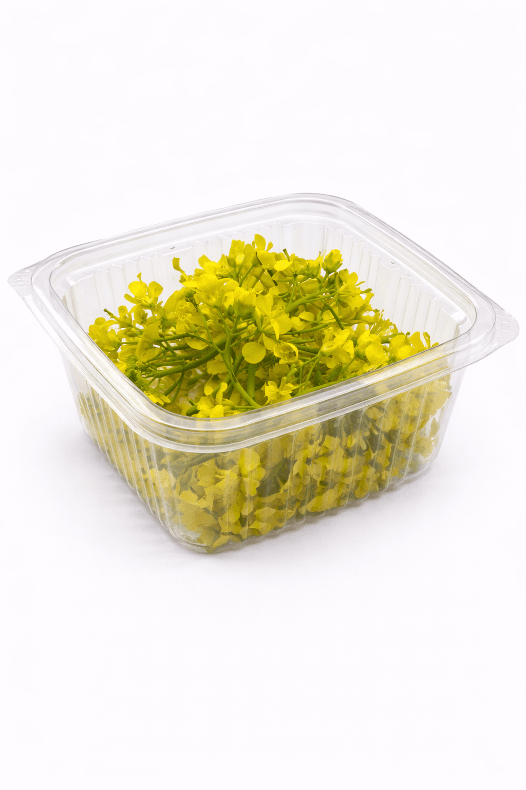 Hardal Çiçeği (Brassica)